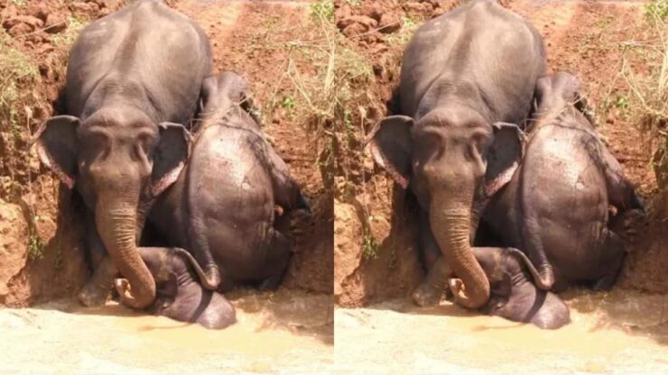 Mamma elefante e i suoi figli rimangono incastrati in un pozzo agricolo