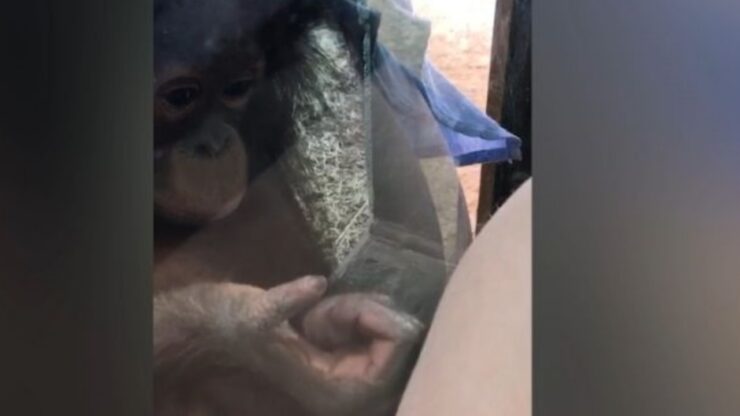 Orango bacia la pancia di una donna incinta