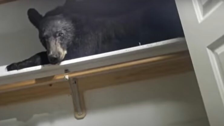 Orso dorme nell'armadio di una casa, dopo aver disastrato la stanza