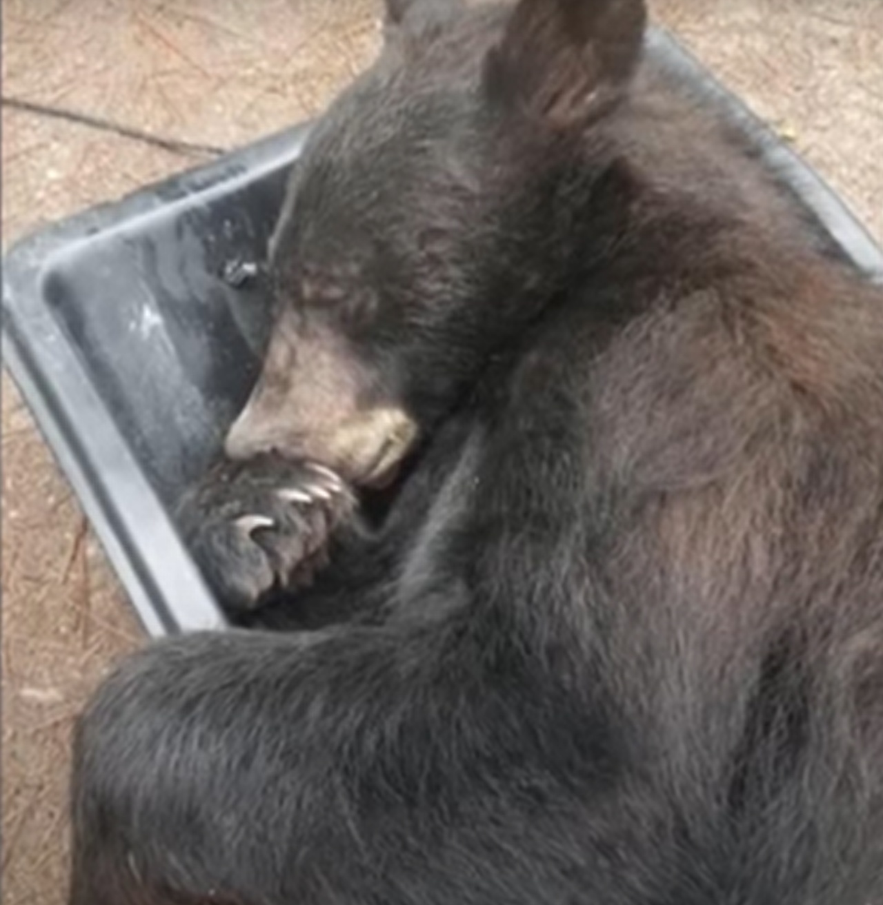 Orso dorme nell'armadio di una casa, dopo aver disastrato la stanza