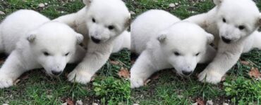 Cuccioli di orso polare abbandonati