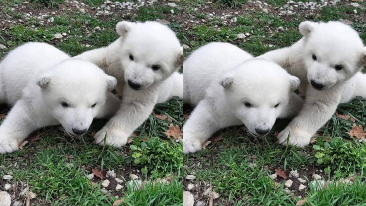 Cuccioli di orso polare abbandonati
