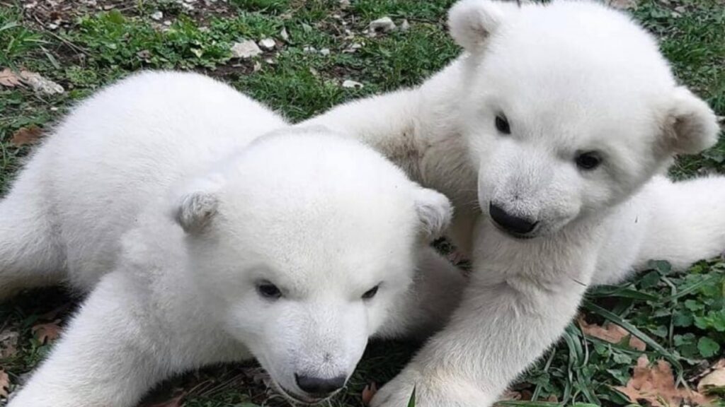 Cuccioli di orso polare abbandonati