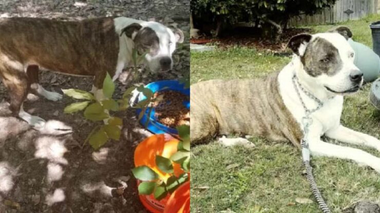 Padrona ritrova i suoi cani dopo quasi otto anni che sono scomparsi