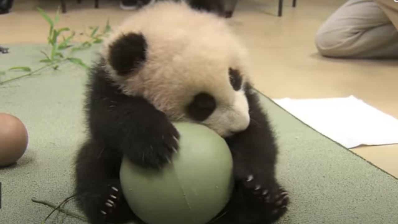 Panda non lascia andare la sua palla, mente i custodi cercano di togliergliela
