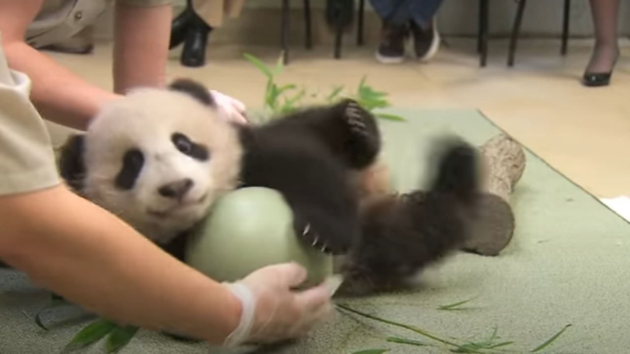 Panda non lascia andare la sua palla, mente i custodi cercano di togliergliela