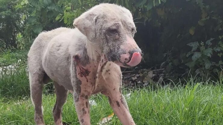 Ragazzo adotta un cane randagio e gli salva la vita