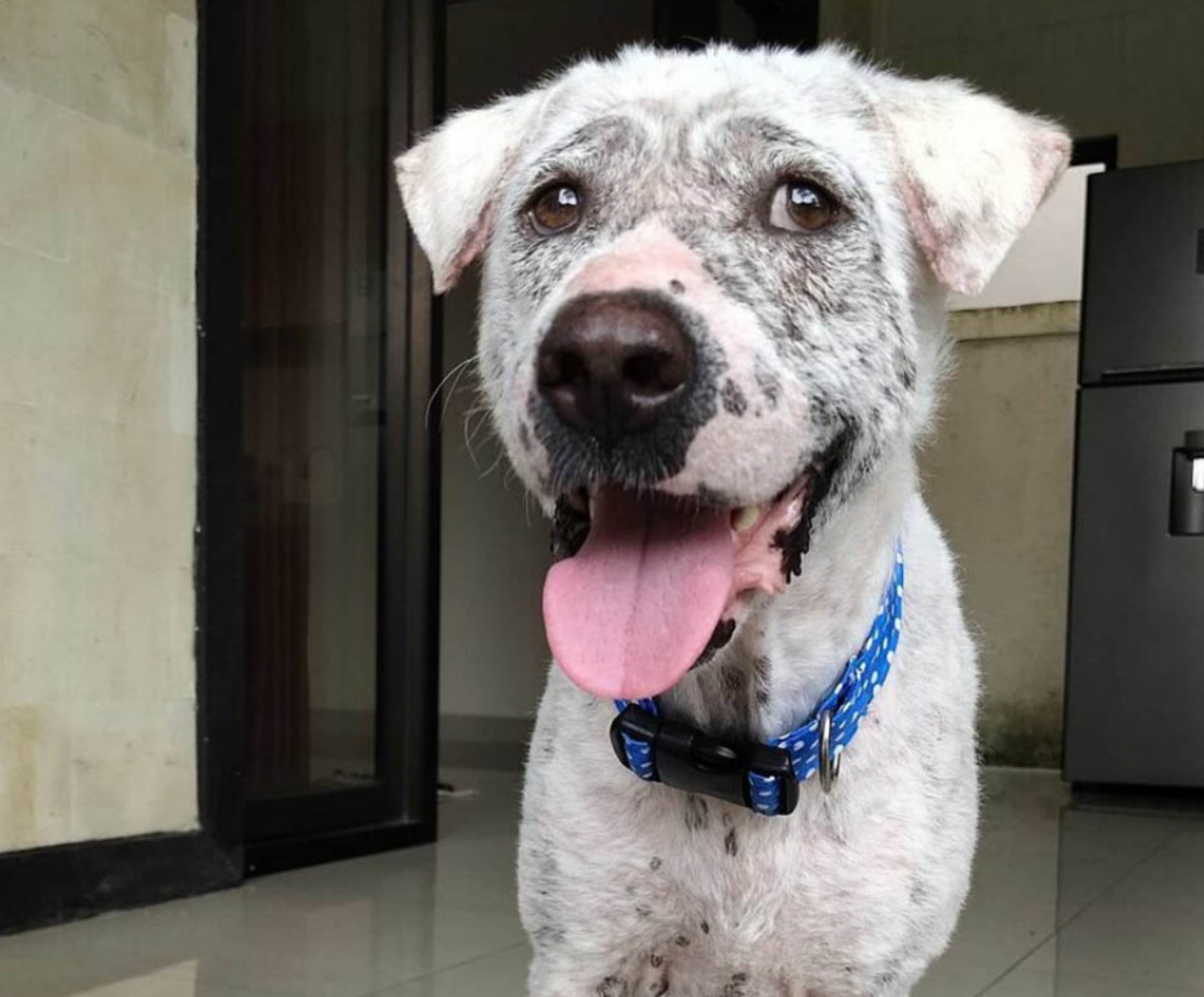 Ragazzo adotta un cane randagio e gli salva la vita