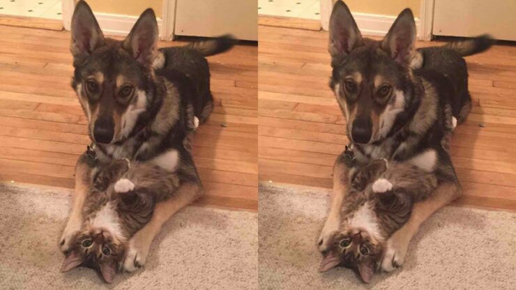 Raven e il suo gattino inseparabili