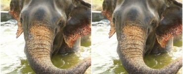 Elefante salvato dall'organizzazione salvaguardia animali