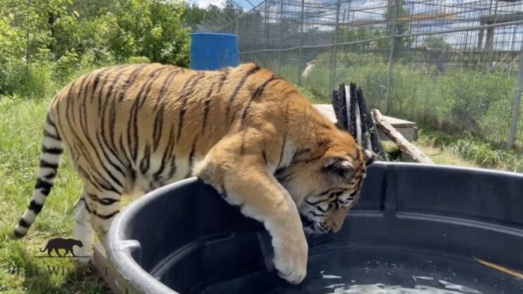 Tigre scopre la piscina, dopo essere stato salvata da un allevatore