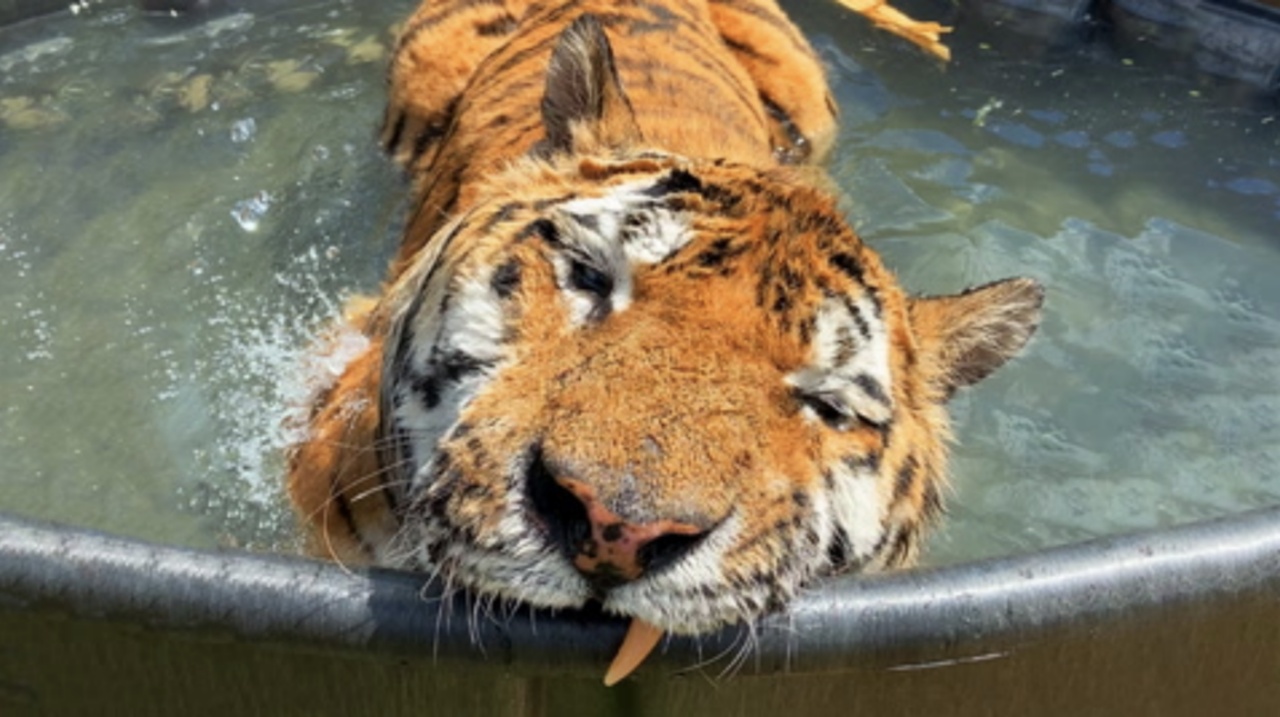 Tigre scopre la piscina, dopo essere stato salvata da un allevatore