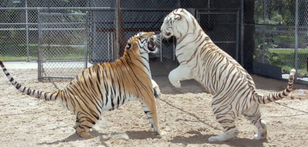 Tigri che giocano