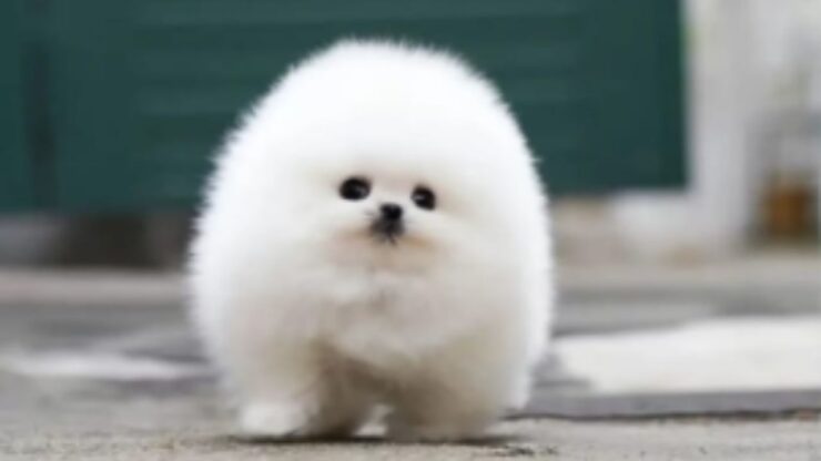 un cane che assomiglia ad una palla di neve