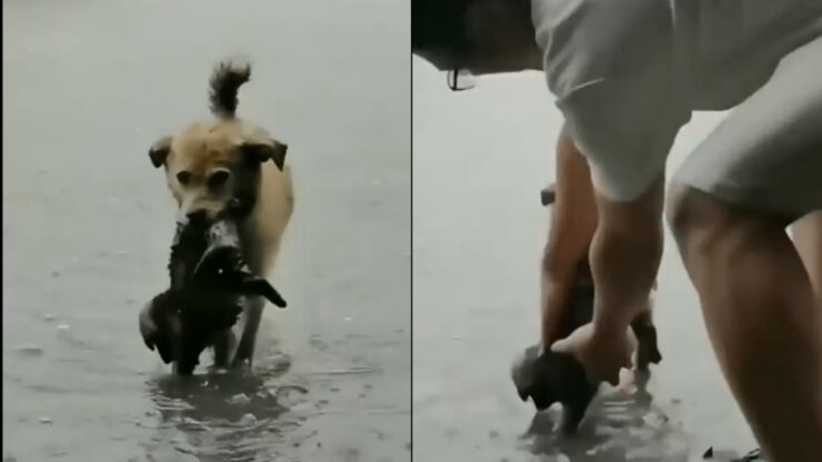 cane salva cucciolo da acqua alta