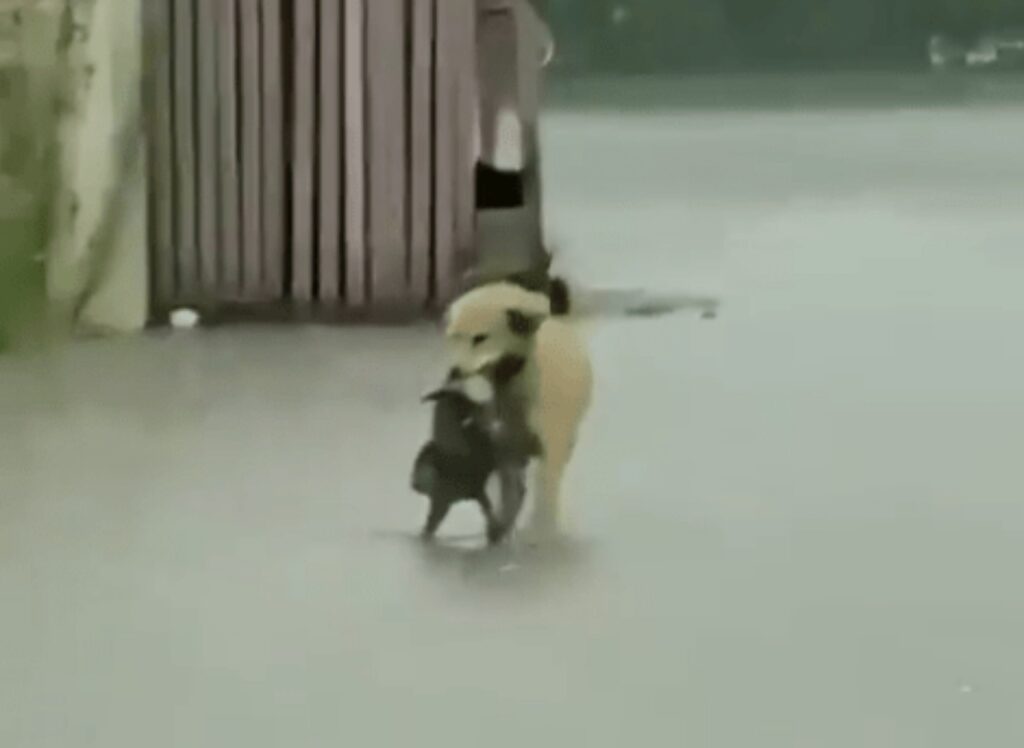 cane prende in bocca un cucciolo per salvarlo dalla pioggia