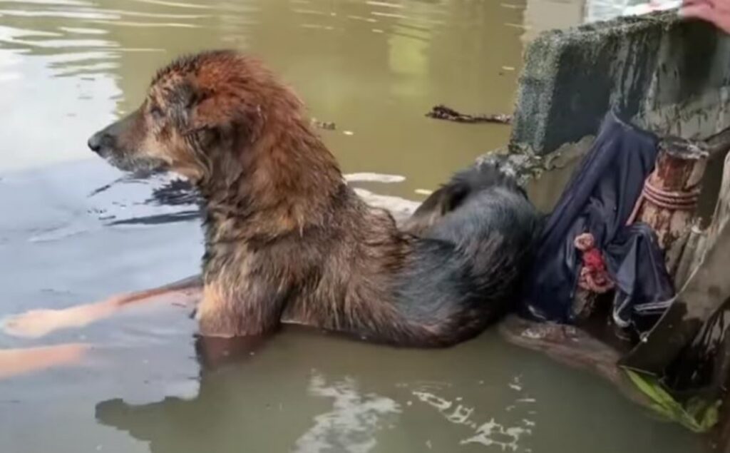 cane annegato