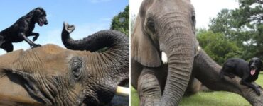 amicizia tra cane e elefante