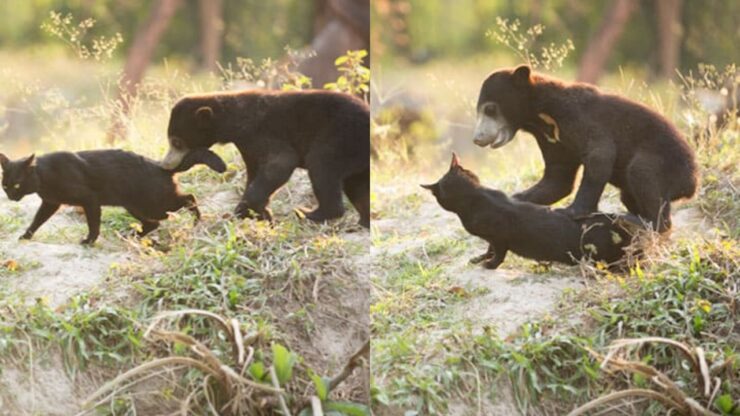 gatto e orso