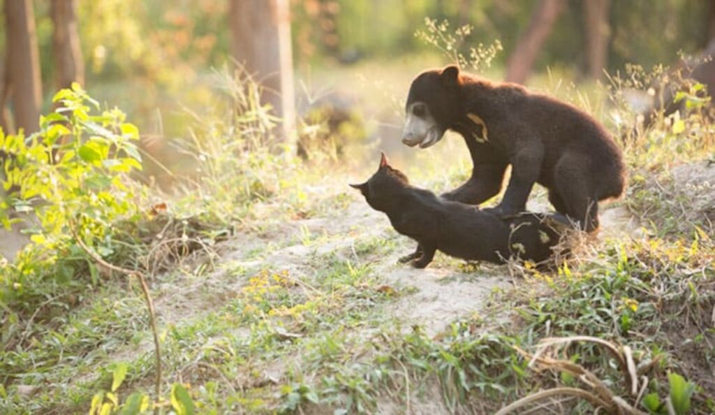 gatto e orso