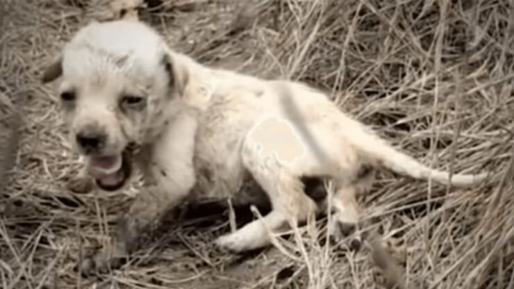 Una piccola cagnolina infreddolita