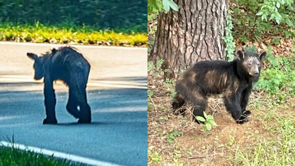 orso con scabbia