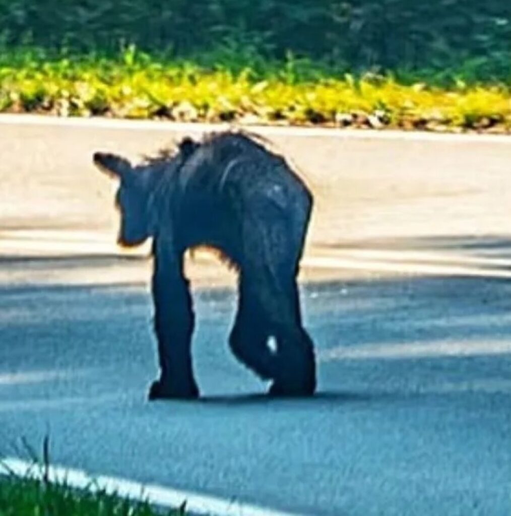 orso con scabbia