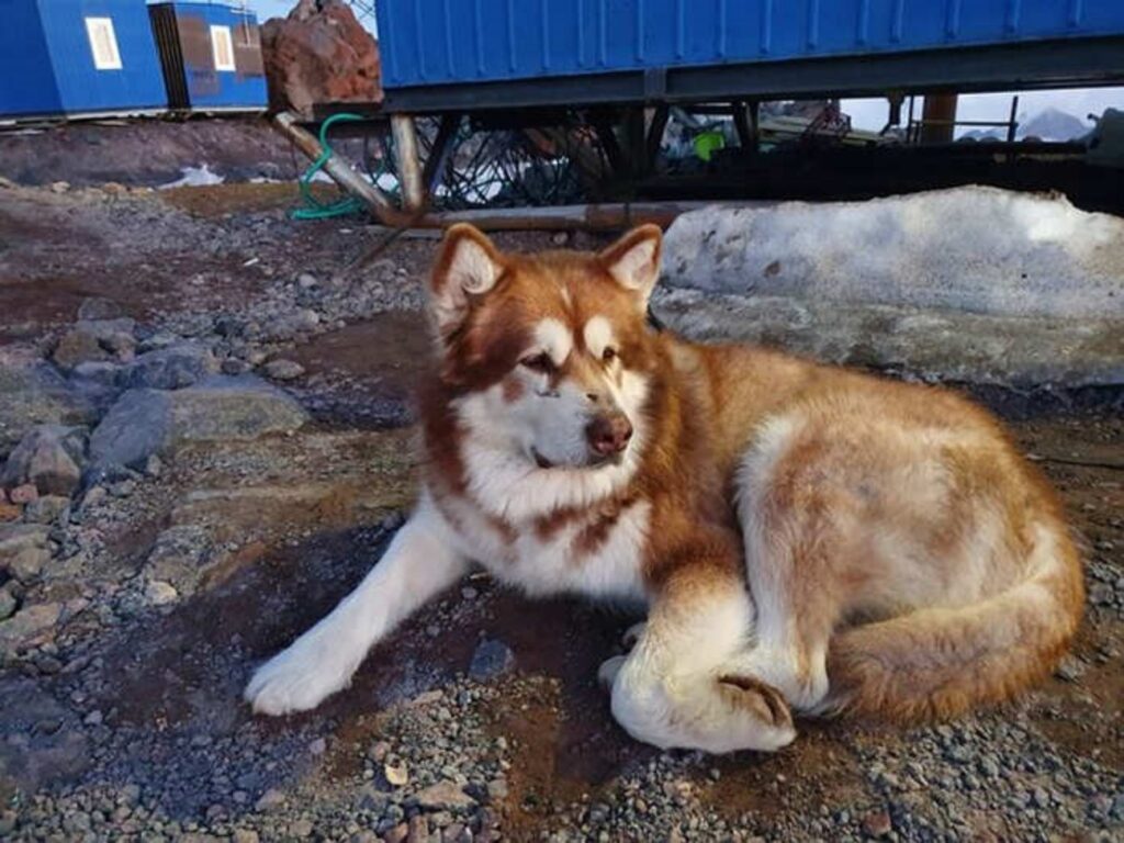 alaskan malamute