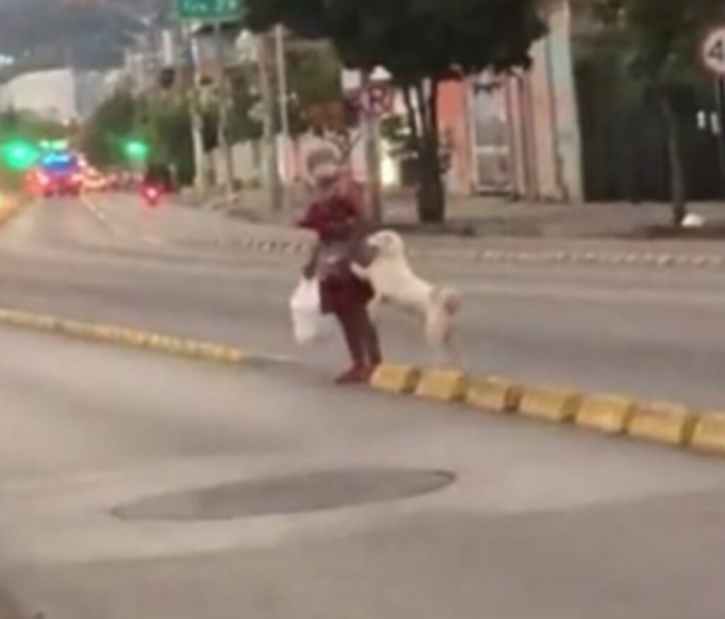 signora attraversa la strada con un cane