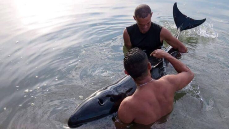 balenottera spiaggiata viene salvata da due surfisti