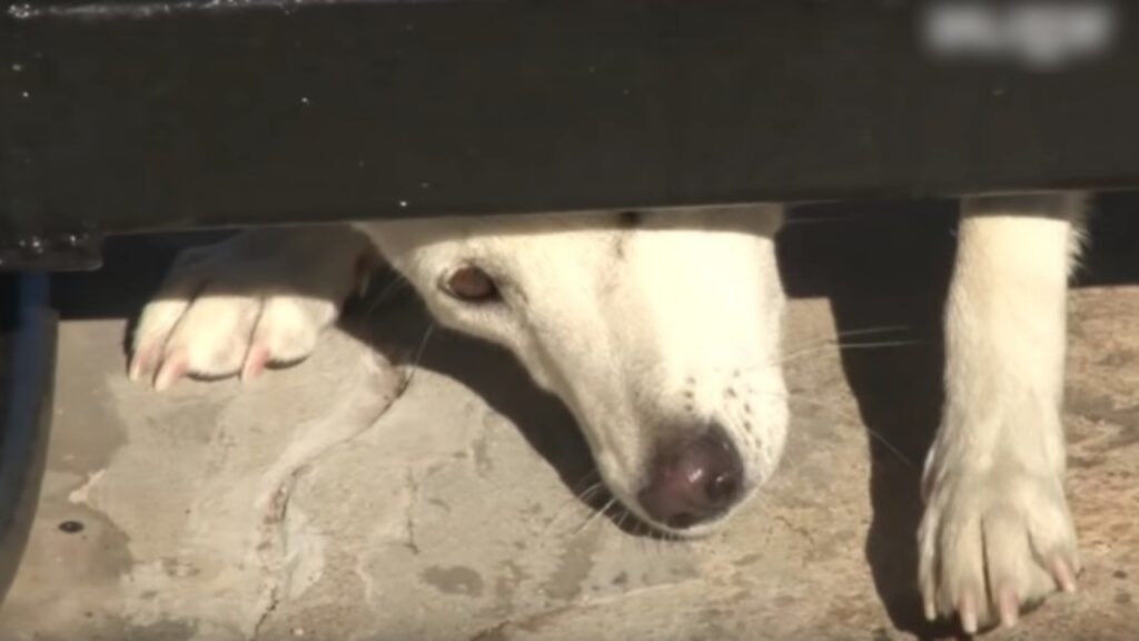 cagnolina si infila sotto il cancello