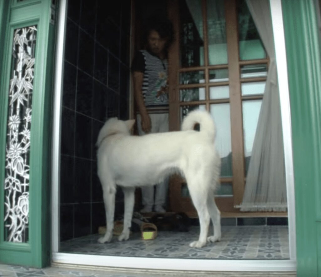 cagnolina e moglie