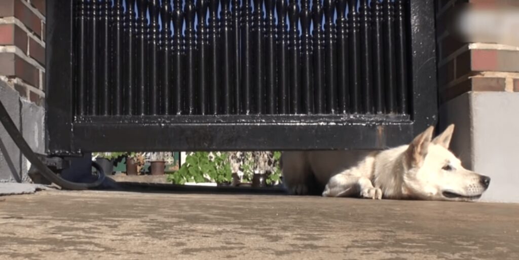 cagnolina striscia sotto il cancello