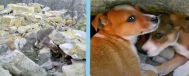 cagnolini spaventati sotto le pietre