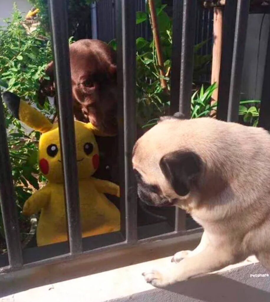 cagnolino flirta con la cagnolina vicina