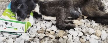 cagnolino abbandonato