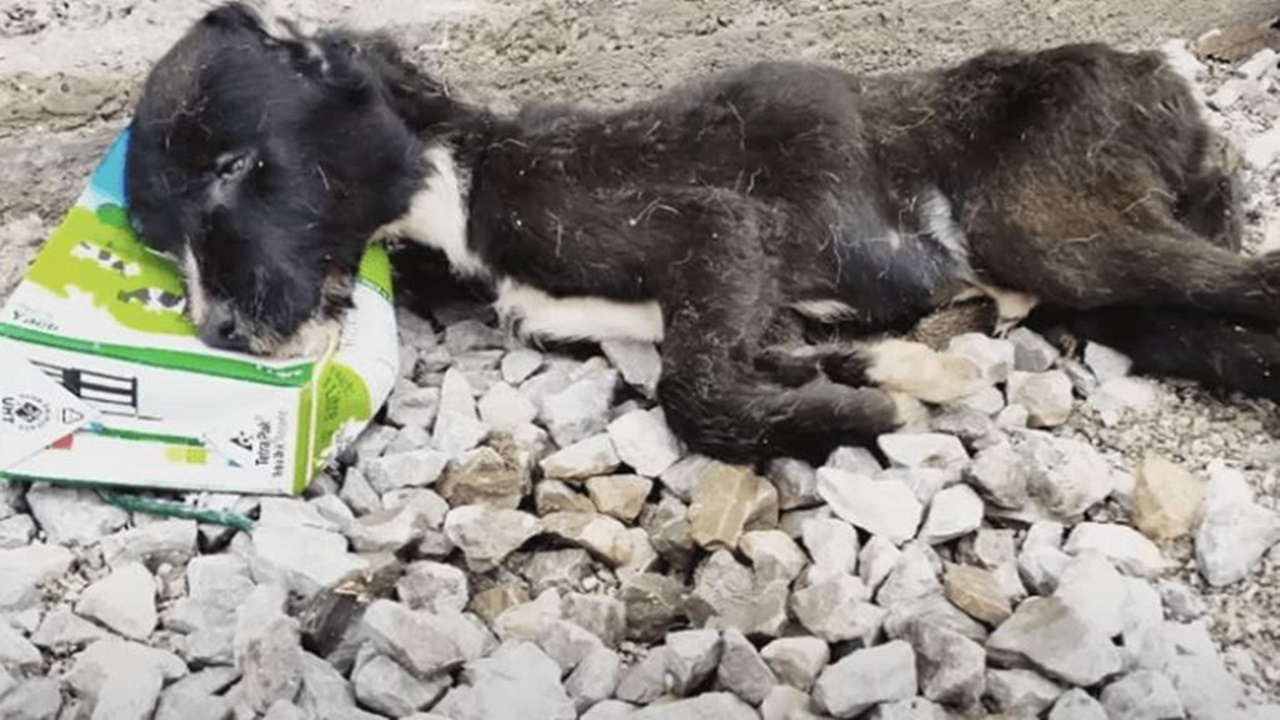 cagnolino abbandonato