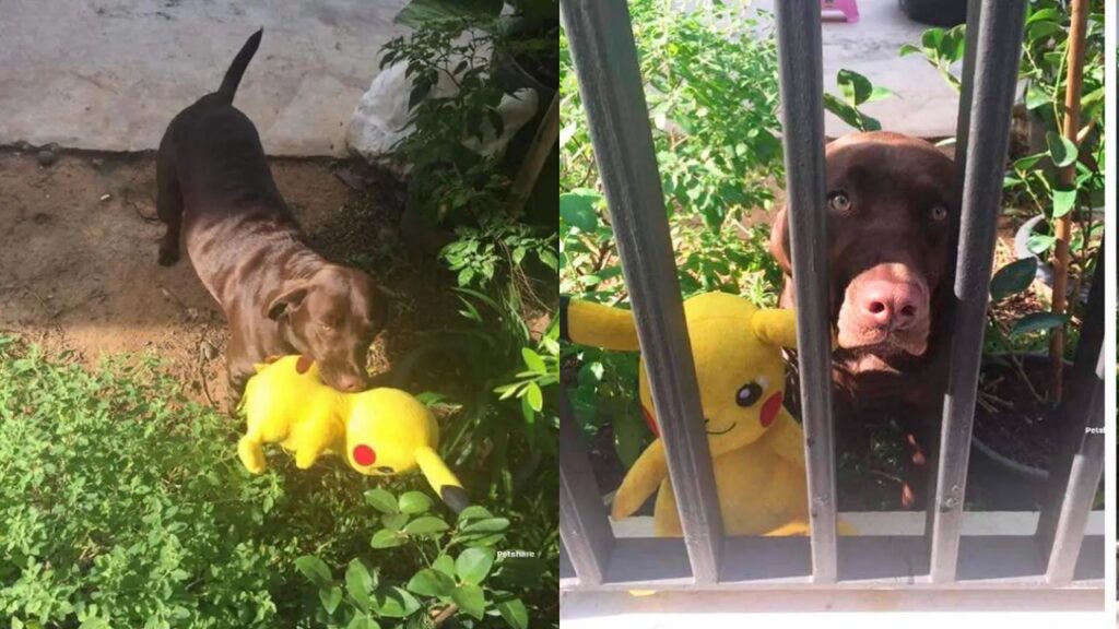 cagnolino flirta con la cagnolina vicina