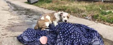 cane abbandonato coperta