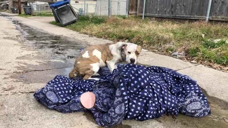 cane abbandonato coperta