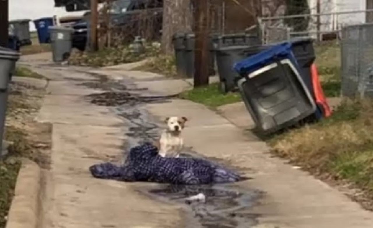 cane abbandonato in strada