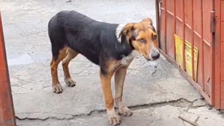 Un cane ha aspettato per mesi davanti un cancello
