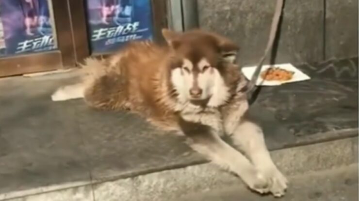 Cane attende fuori al negozio il proprietario, perché non può entrare