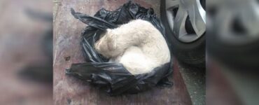 cane abbandonato in una busta