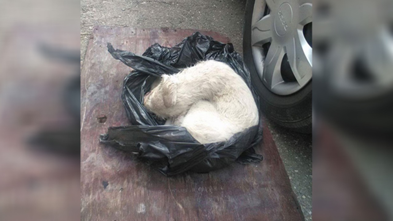 cane abbandonato in una busta