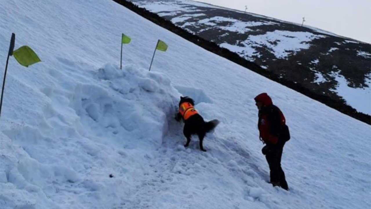 Cane da salvataggio salva un uomo sepolto nella neve