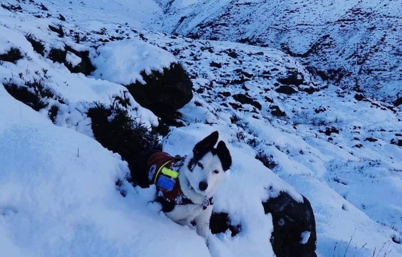 Cane da salvataggio salva un uomo sepolto nella neve