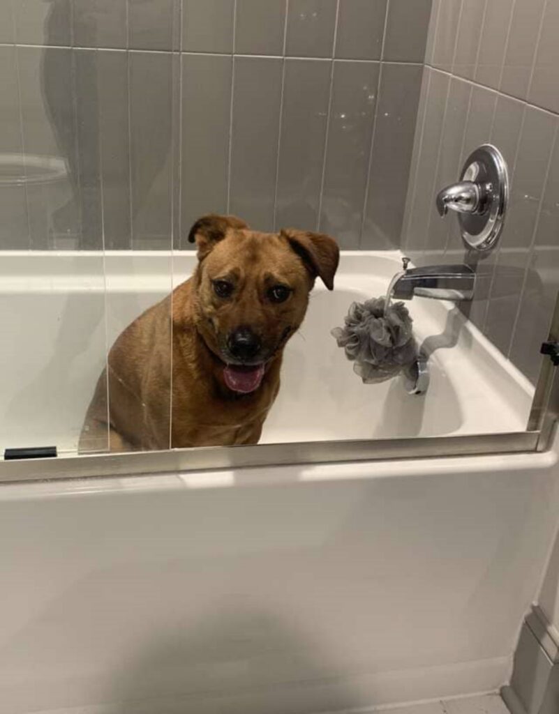 cane nella doccia