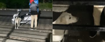 Fattorino porta il cane a lavoro