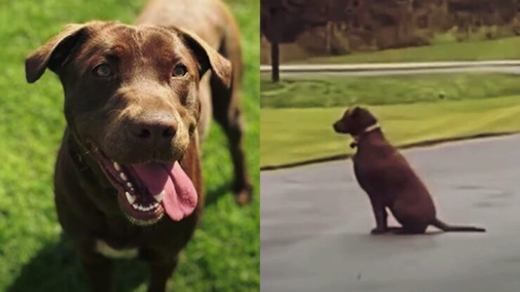 cane fedele che aspetta il padrone